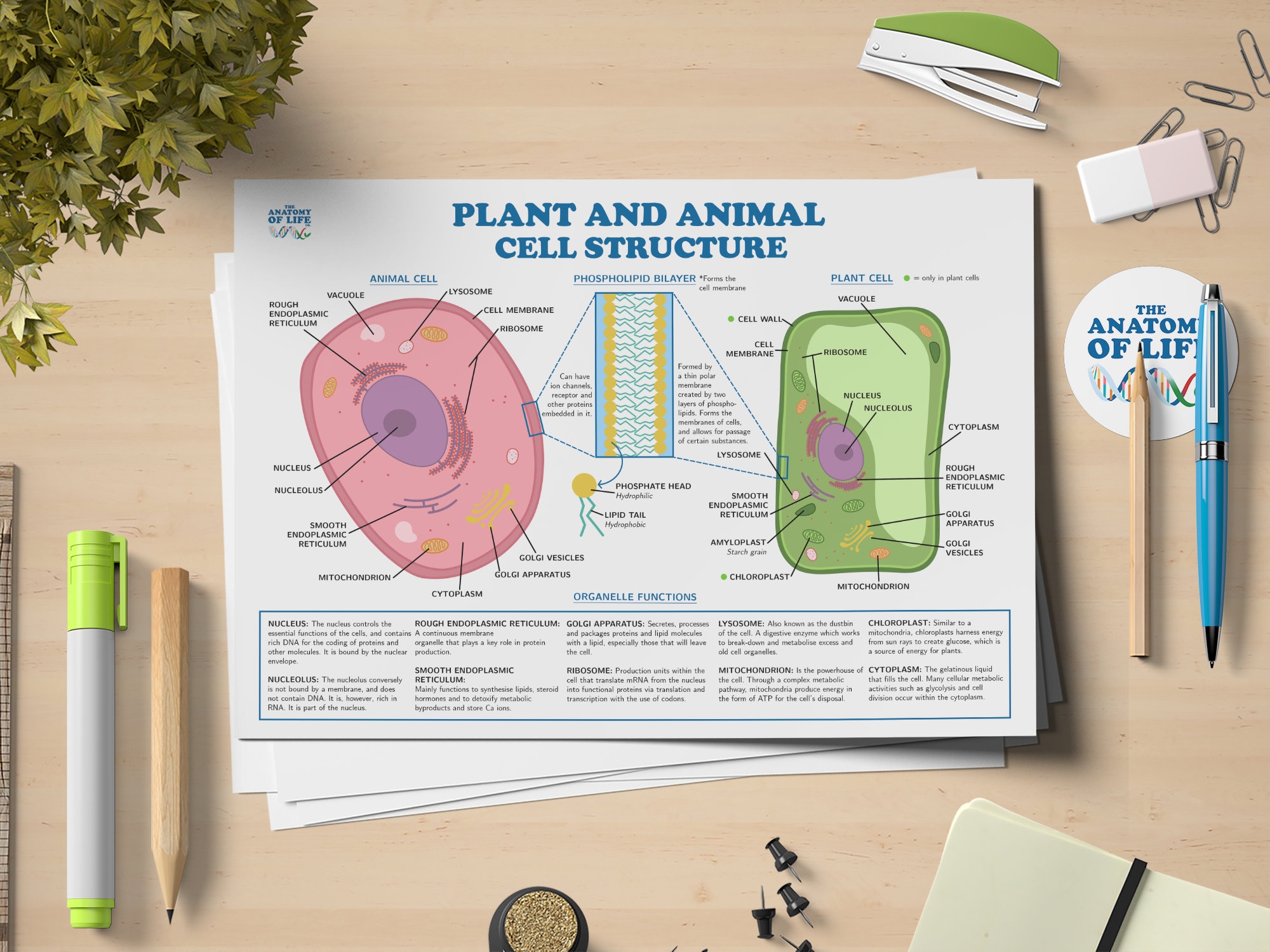 Plant and Animal Cells Science Printable Poster