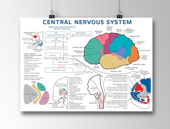 Central Nervous System Anatomy Poster Etsy