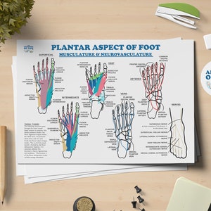Plantar Foot Anatomy Poster