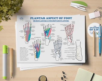 Plantarfotens anatomiposter