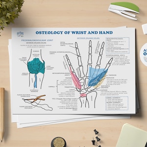 Pôster para impressão de anatomia do pulso e da mão