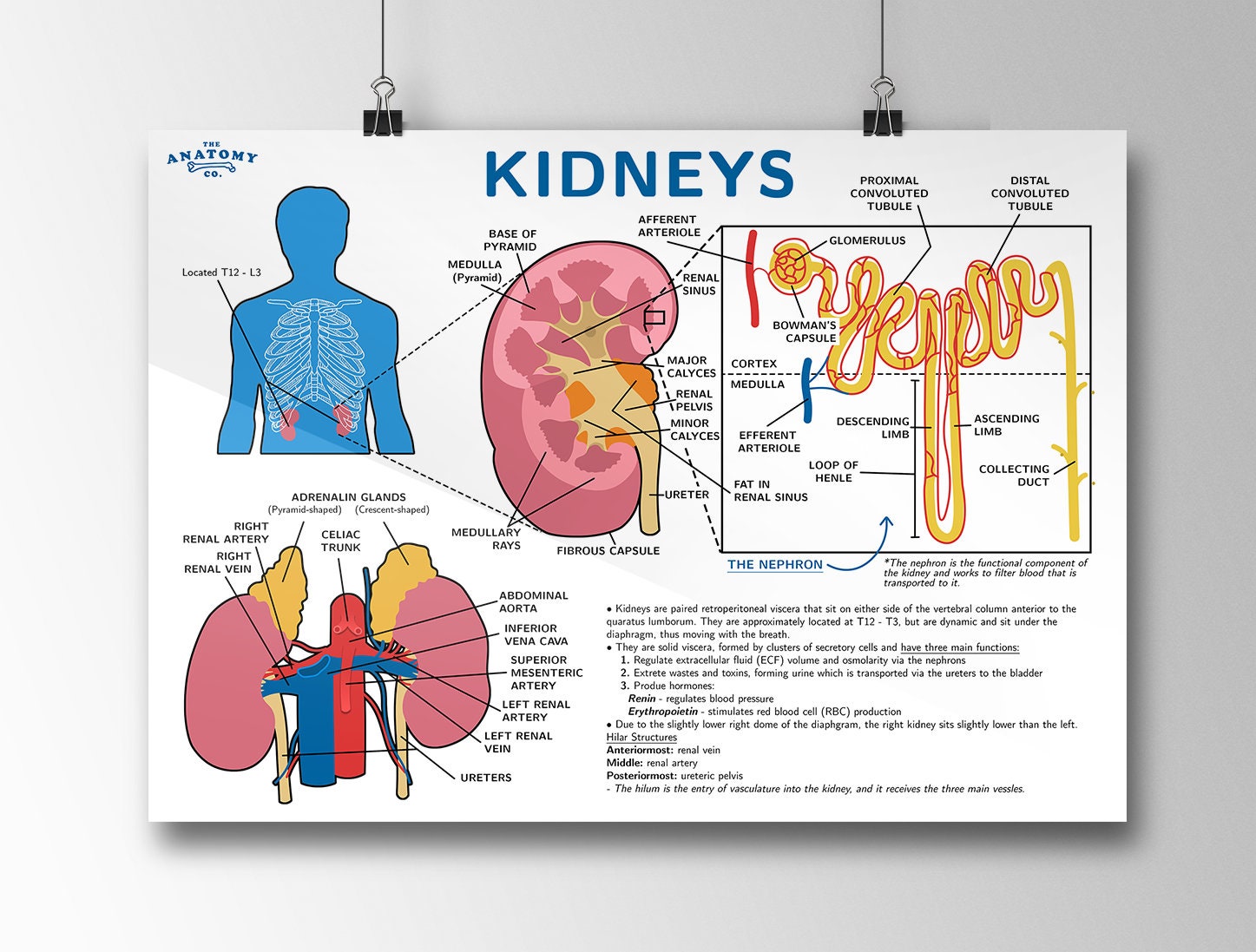 presentation on kidneys