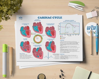 Cardiac Cycle Anatomy Printable Poster - Etsy