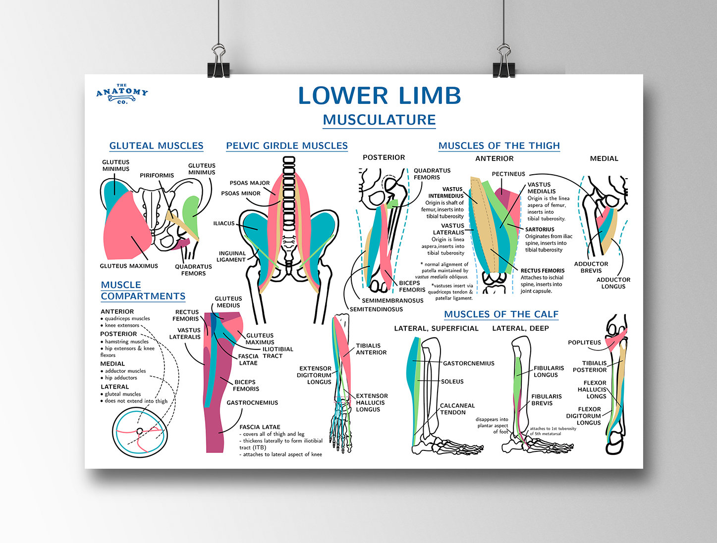 Lower Limb Anatomy Biology Diagrams