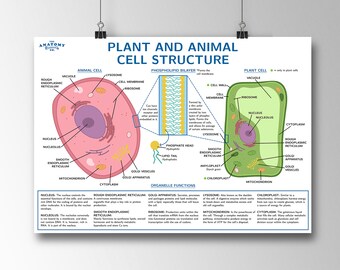 Animal Cell Etsy