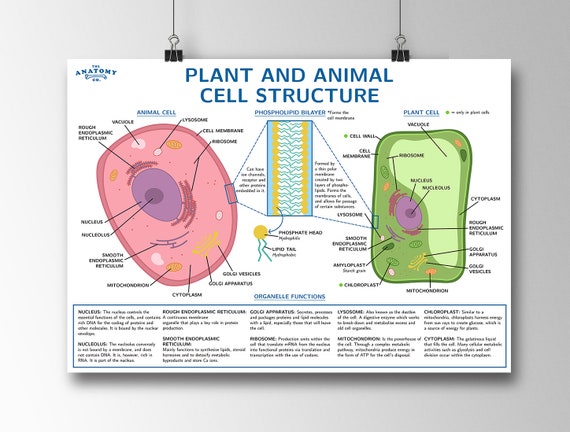 Plant and Animal Cell Structure Science Poster - Etsy UK Plant and Animal Cell Structure Science Poster - Etsy UK