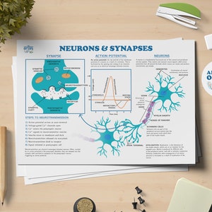Neurons and Synapses Science Printable Poster
