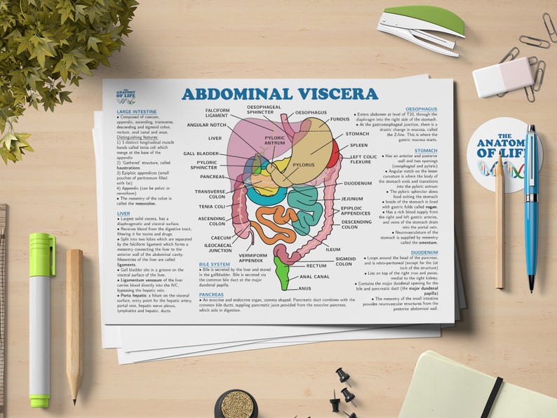 Abdominal Viscera Anatomy Printable Poster Etsy