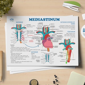 Op de afbeelding: Een kleurrijke anatomische illustratie van het mediastinum, een gebied in de borstkas dat het hart, de grote bloedvaten en andere vitale organen bevat. De illustratie toont het superieure en posterieure mediastinum, met labels voor de thymus, de luchtpijp, de slokdarm en andere structuren.