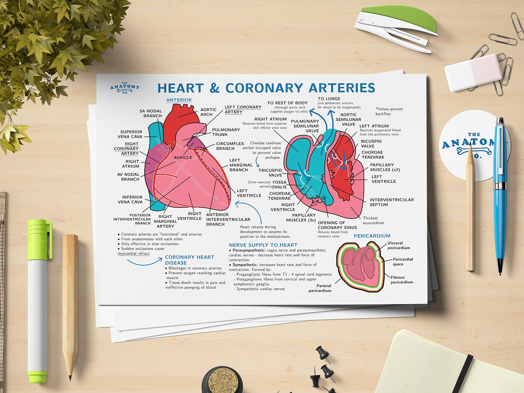 Blank Coronary Circulation Diagram