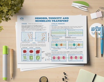 Könnte beinhalten: Ein detailliertes Lehrplakat mit dem Titel "OSMOSIS, TONICITY AND MEMBRANE TRANSPORT" mit Diagrammen und Text zur Erklärung biologischer Prozesse. Das Plakat ist von Bürobedarf umgeben, darunter Stifte, Bleistifte und ein Tacker, auf einem Holztisch.