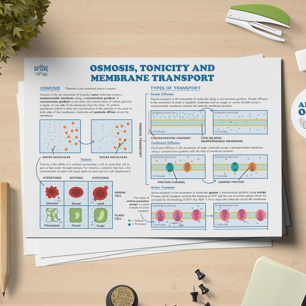 Osmosis, Tonicity and Membrane Transport Science Printable Poster