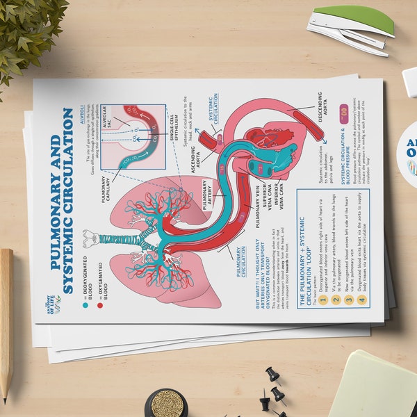 Pulmonary & Systemic Circulation Anatomy Poster