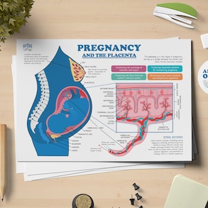 Schwangerschaft und die Plazenta Anatomie druckbare Poster