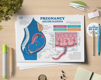 Pregnancy and the Placenta Anatomy Printable Poster