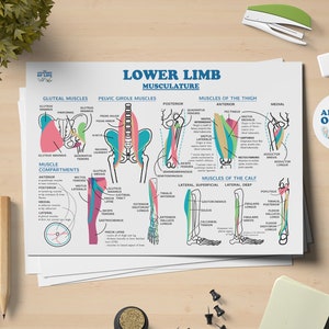 Lower Limb Musculature Anatomy Printable Poster