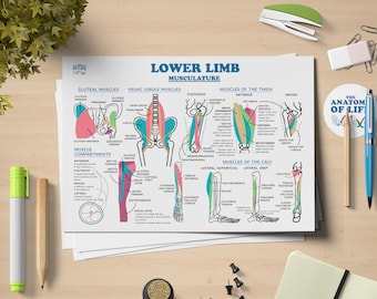 May include: A detailed anatomical chart titled "LOWER LIMB MUSCULATURE" with colorful illustrations of leg muscles. The chart includes labels for gluteal muscles, pelvic girdle muscles, and muscles of the thigh and calf. The image is on a wooden desk.
