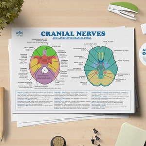 Cranial Nerves Anatomy Printable Poster