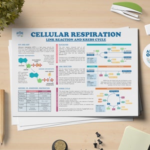 Cellulaire ademhalingslinkreactie en afdrukbare poster van Krebs Cycle Science