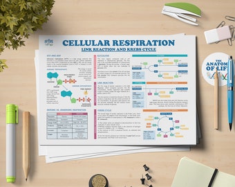 Cellular Respiration Link Reaction and Krebs Cycle Science Printable Poster