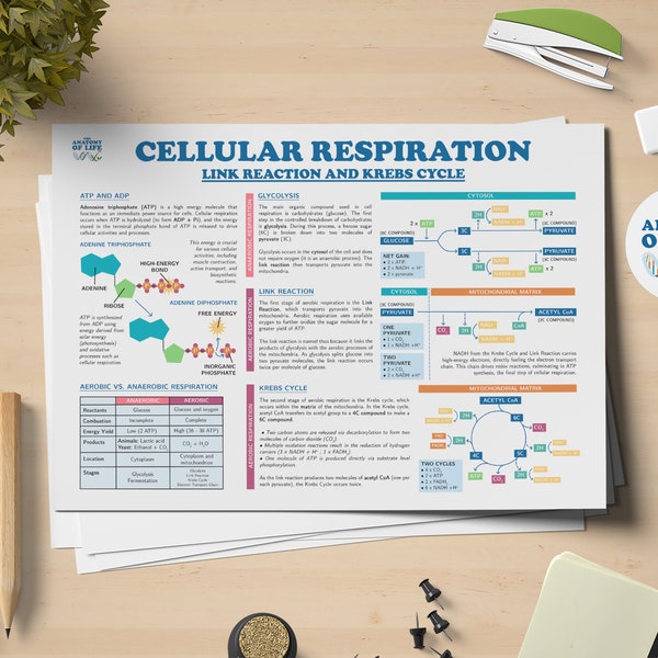 Cellular Respiration Link Reaction and Krebs Cycle Science Printable Poster