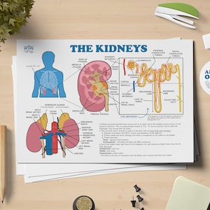 Kidney and Nephron Function Anatomy Printable Poster