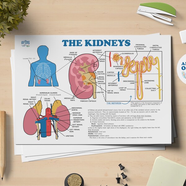Kidney Poster Etsy Kidney Poster Etsy