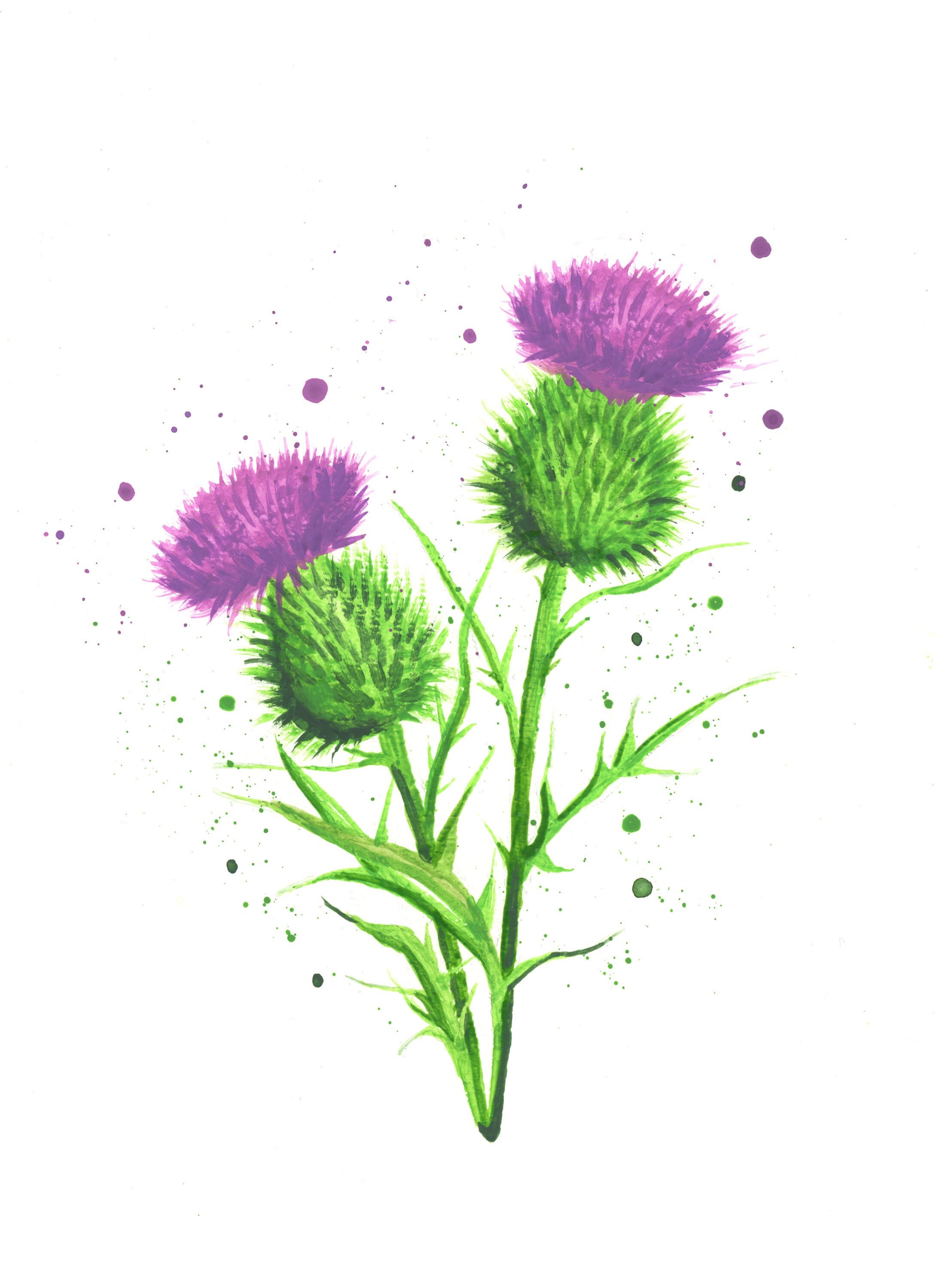 Thistle print thistle art scottish thistle thistle Etsy