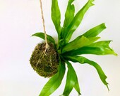 Hanging Kokedama Planters Crissie Fern