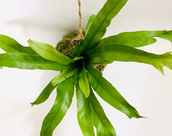 Hanging Kokedama Moss Ball Planter | Crissie Fern | Indoor Outdoor Plant Decor