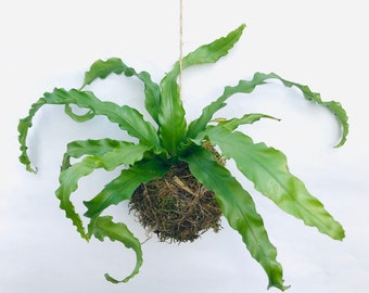 Hanging Kokedama Planter - Victoria Fern - Handmade Japanese Moss Ball