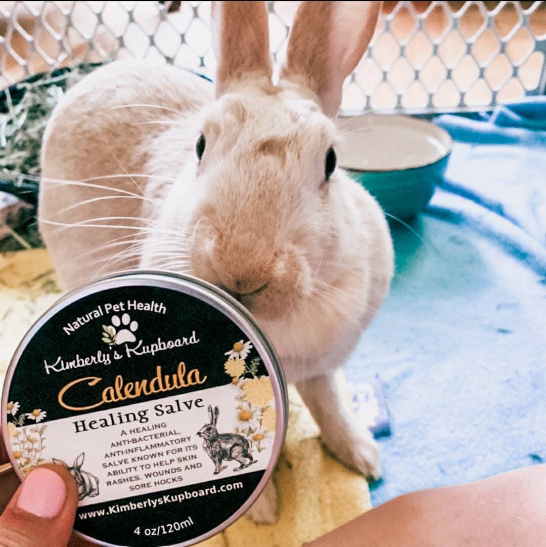CALENDULA SALVE Cuts Healing Salve Rabbit Salve All Natural Salve
