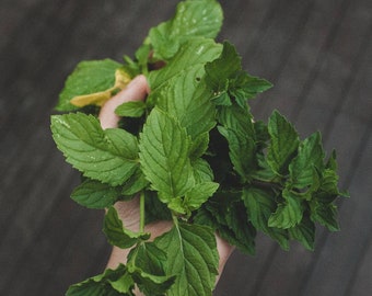 Double Mint Herbal Tea with Organic Peppermint and Organic Spearmint Loose Tea for nausea and headaches