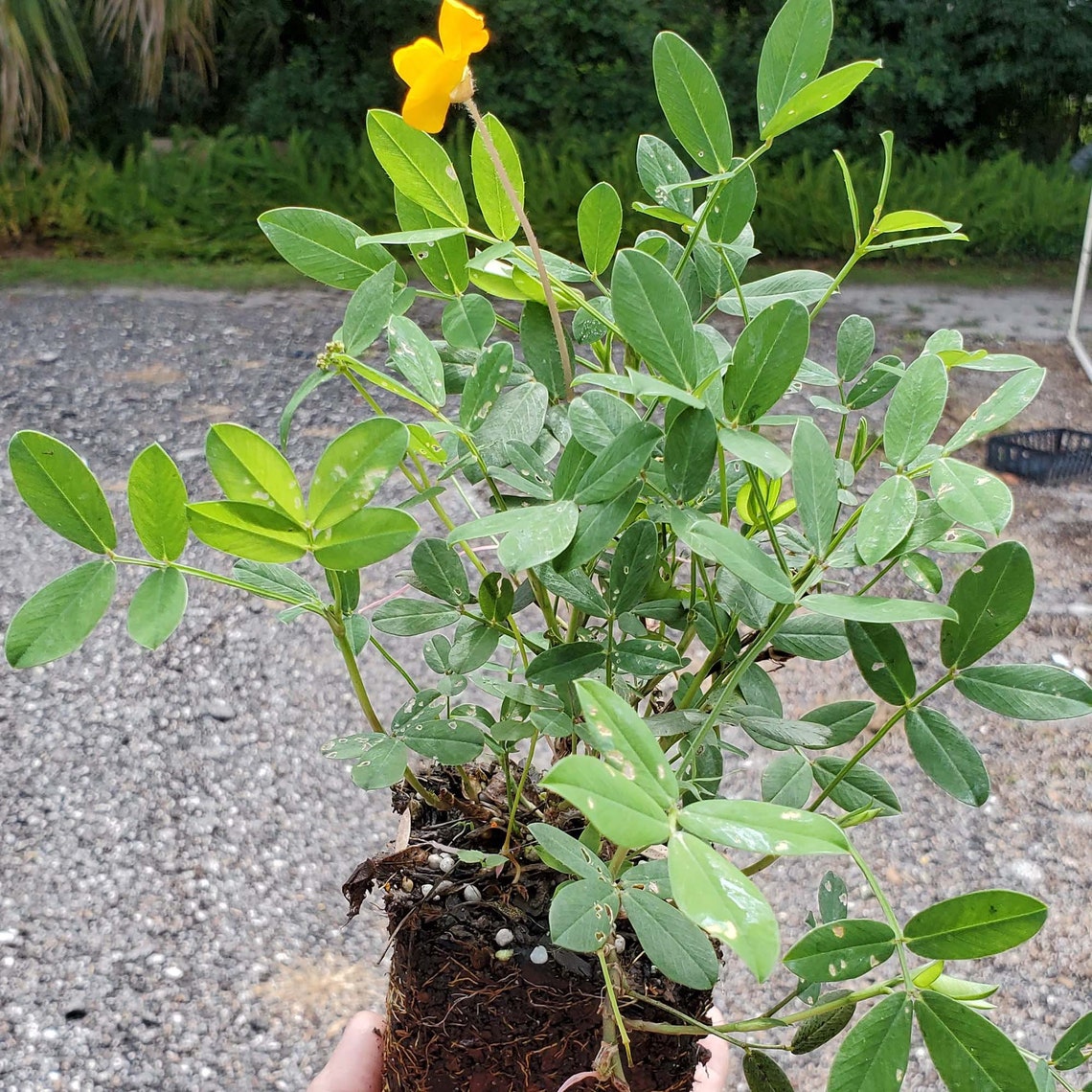 4 Inch golden Glory Perennial Peanut 36 Plants Etsy