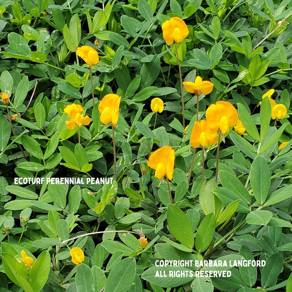 2 Inch Perennial Peanut Plugs 120 or 60 Etsy