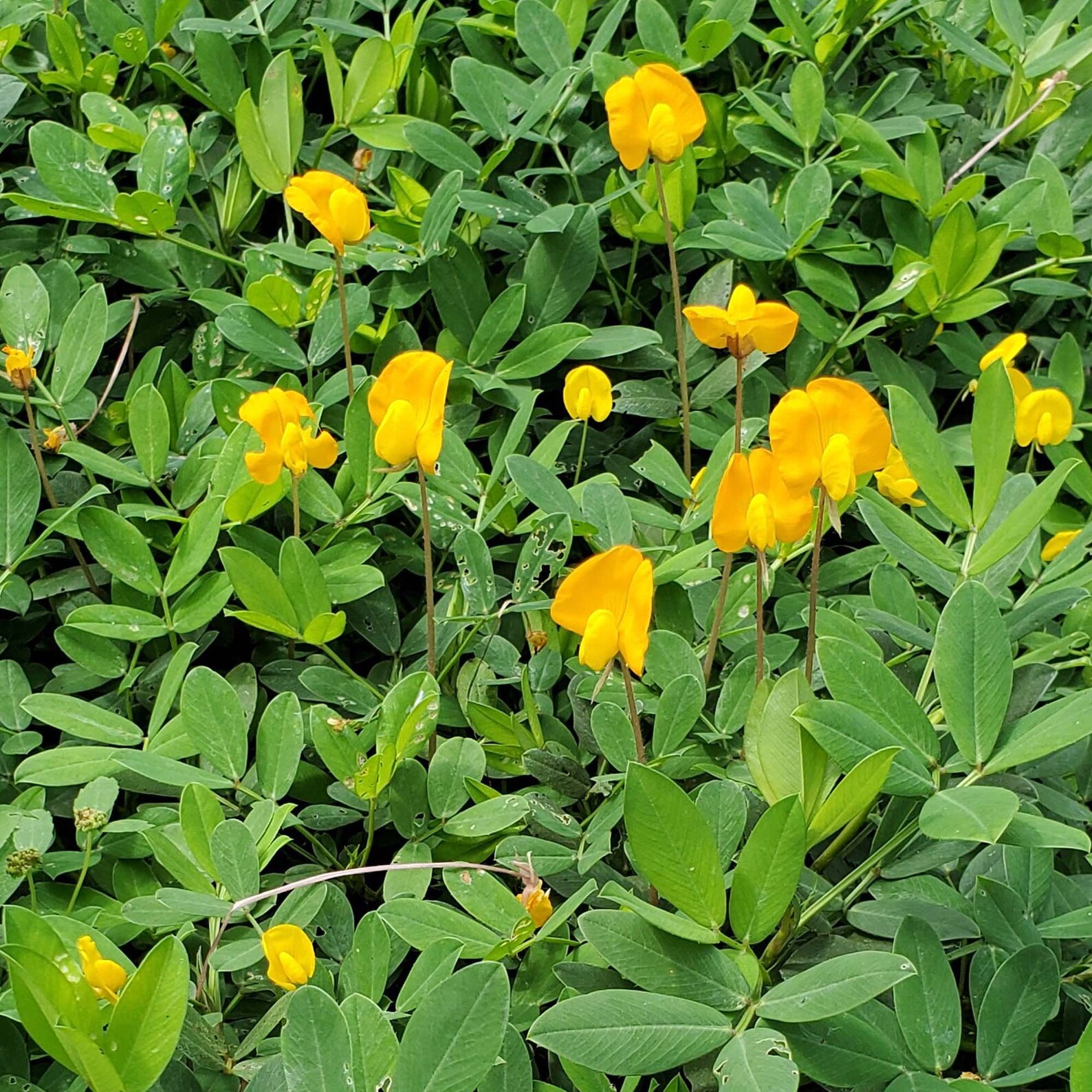 4 Inch golden Glory Perennial Peanut 36 Plants Etsy