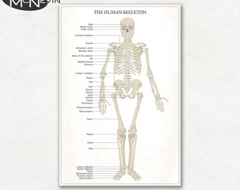 HUMAN SKELETON Fine Art Photographic Print, Medical Science Chart, Educational Poster - White