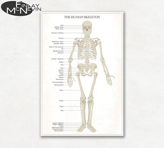 Skeleton Bone Chart