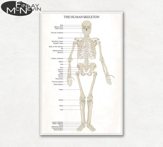 Human Skeleton Bones Chart