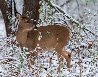 ROE-DEER BEDDED 3-D ECO WILDLIFE TARGET
