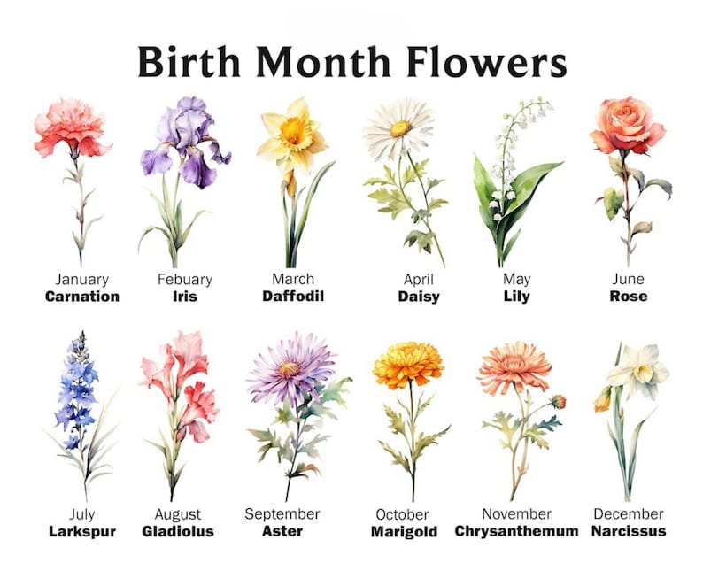 May include: A watercolor illustration of birth month flowers, including carnation, iris, daffodil, daisy, lily, rose, larkspur, gladiolus, aster, marigold, chrysanthemum, and narcissus. Each flower is labeled with its corresponding month.