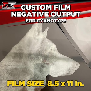 May include: A white dog's head is visible in a negative film output for cyanotype. The film is 8.5 inches by 11 inches.