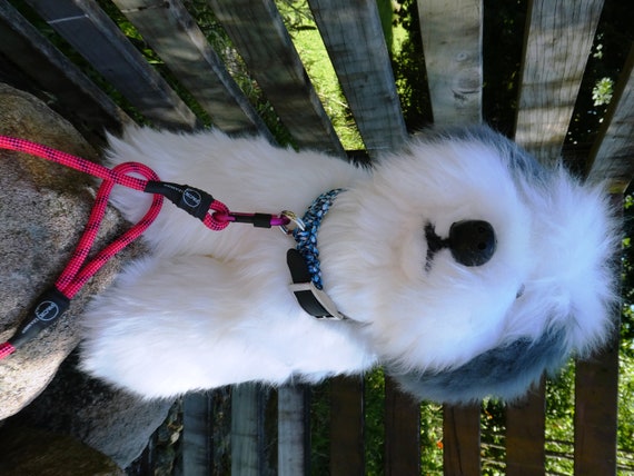  El Viejo Perro Pastor Ingles Mexican English Sheepdog