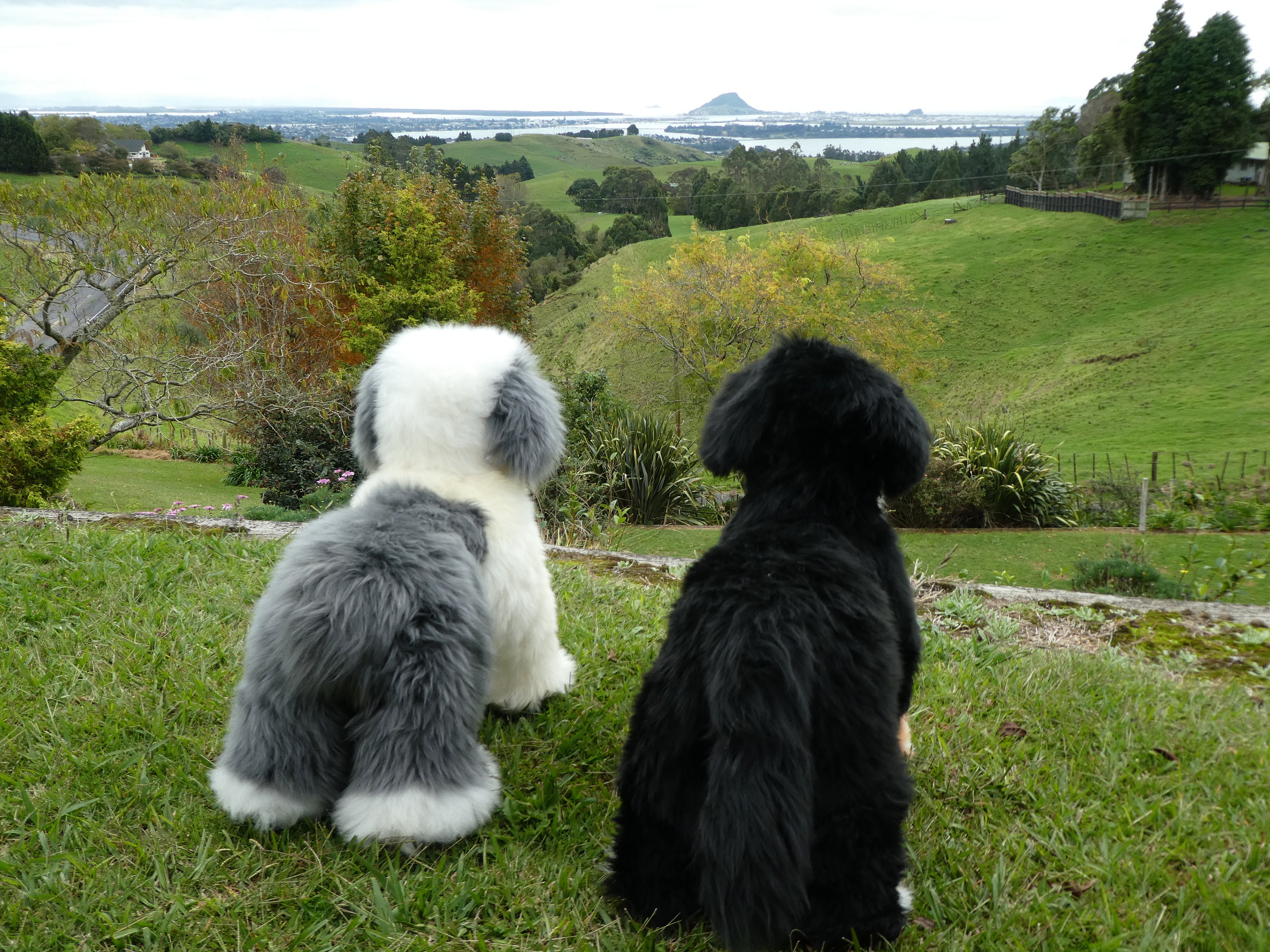 Old English Sheepdog. Genuine Sheepskin Rocker. Fluffy 