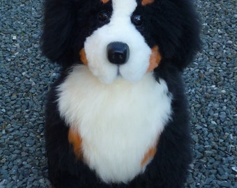 Super fluffy Bernese mountain dog puppy.