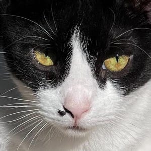 Cat Whiskers