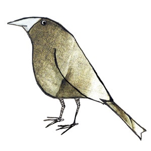 Könnte beinhalten: Eine handgezeichnete Illustration eines braunen Vogels mit einem weißen Schnabel und schwarzen Augen. Der Vogel steht auf zwei Beinen und hat einen langen Schwanz.