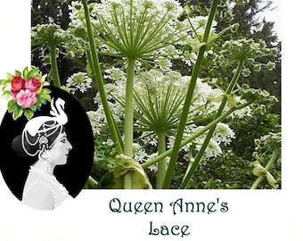 VikkiVines~QUEEN ANNE'S LACE~Victorian Favorite! Brilliant White~Vintage Cottage Garden~40+ Seeds