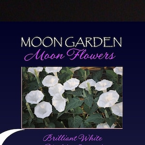 VikkiVines~MOON FLOWER BUSH~Heavenly Scented! Blooms Dusk till Dawn~Victorian/Goth Garden~Make it a Gift!~25 Fresh Seeds!