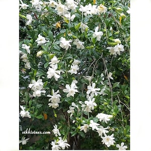 VikkiVines~12 Cuttings~AUGUST GARDENIA~Highly Scented~Moon, Goth, Fairy Gardens. Evergreen zones 7-9. Fresh Cut to Order. Ships Free!